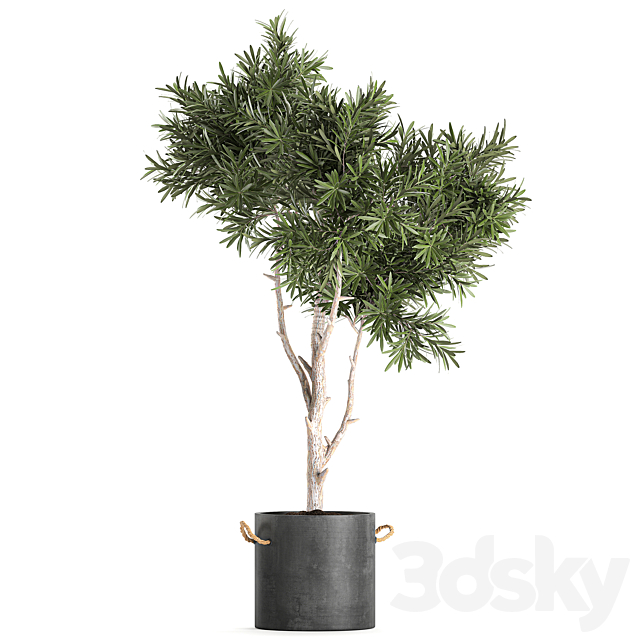 Decorative small tree in a black concrete pot. topiary. Set 741. 3dsky