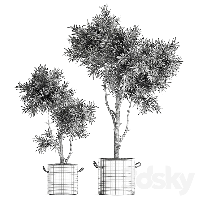 Decorative small tree in a black concrete pot. topiary. Set 741. 3dskyfree