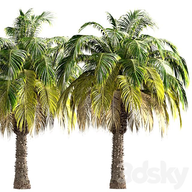 3dsky Free Download