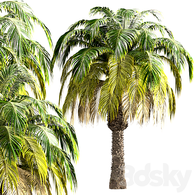 3dsky