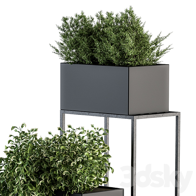 indoor Plant Set 100 – Black stand 3DSMax File - thumbnail 4