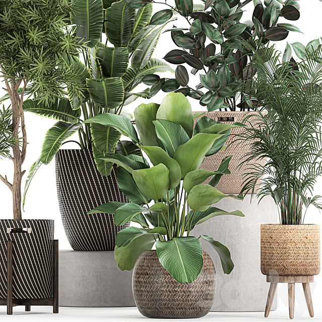 Collection of beautiful plants in baskets with tree. palm. banana. Strelitzia. Hovea. ficus abidjan. Set 752. 3d