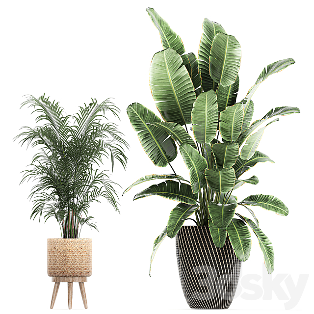 Collection of beautiful plants in baskets with tree. palm. banana. Strelitzia. Hovea. ficus abidjan. Set 752. 3dsky