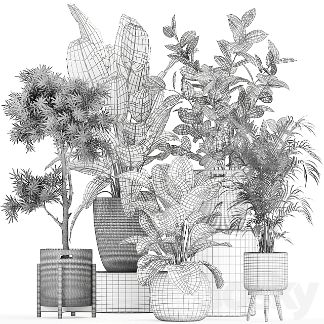Collection of beautiful plants in baskets with tree. palm. banana. Strelitzia. Hovea. ficus abidjan. Set 752. 3dskyfree