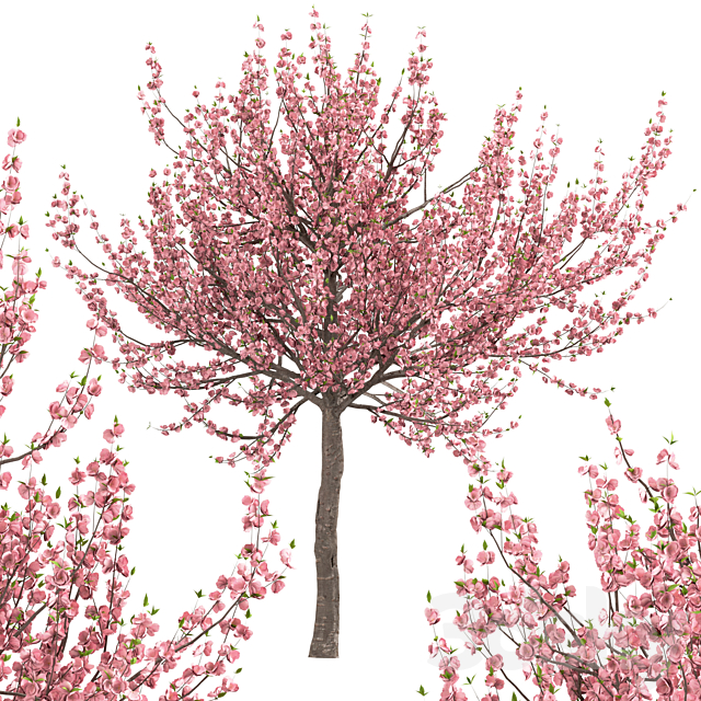 Set of Prunus Triloba Trees (Flowering Almond) (2 Trees) 3d