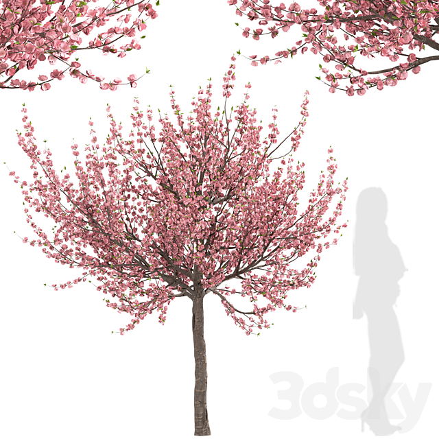 3dsky Free Download