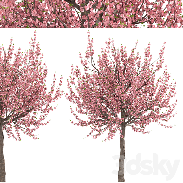 Set of Prunus Triloba Trees (Flowering Almond) (2 Trees) 3dsky