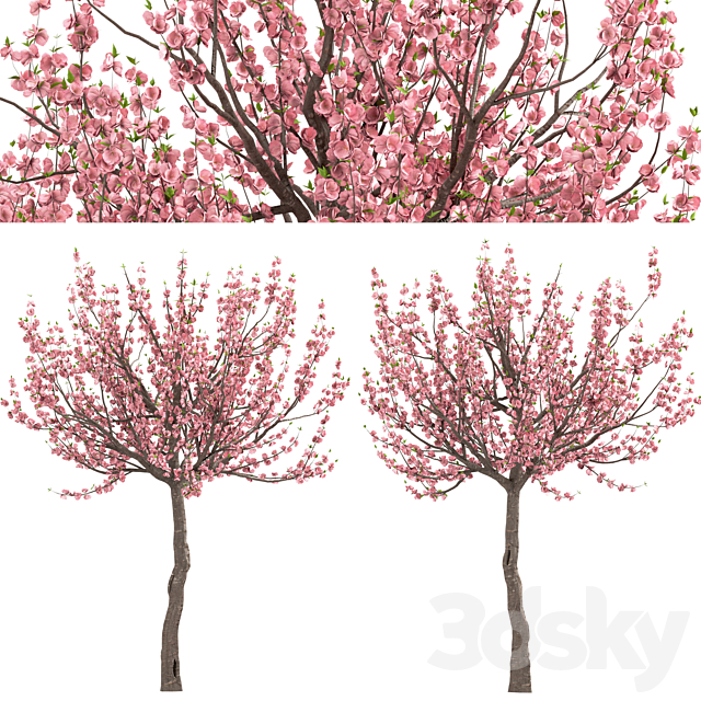 Set of Prunus Triloba Trees (Flowering Almond) (2 Trees) 3dskyfree