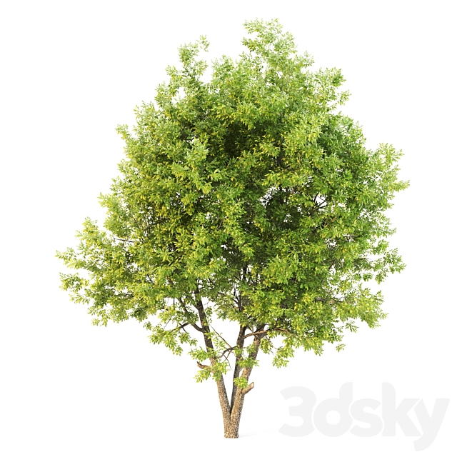 3dsky Free Download