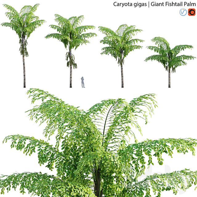 Caryota gigas – Giant Fishtail Palm – Caryota Mitis – 01 3DSMax File - thumbnail 1