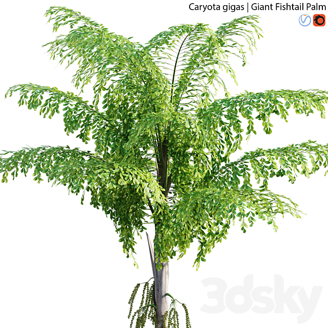 Caryota gigas – Giant Fishtail Palm – Caryota Mitis – 01 3DSMax File - thumbnail 2