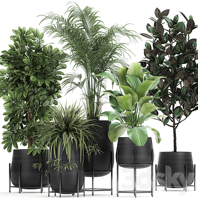 Collection of plants in pots on legs with palm. strelitzia. Scheffler. Calathea lutea. Ficus. Chlorophytum. Set 769 3DSMax File - thumbnail 1