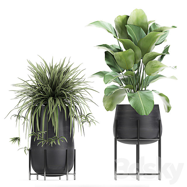 Collection of plants in pots on legs with palm. strelitzia. Scheffler. Calathea lutea. Ficus. Chlorophytum. Set 769 3DSMax File - thumbnail 4