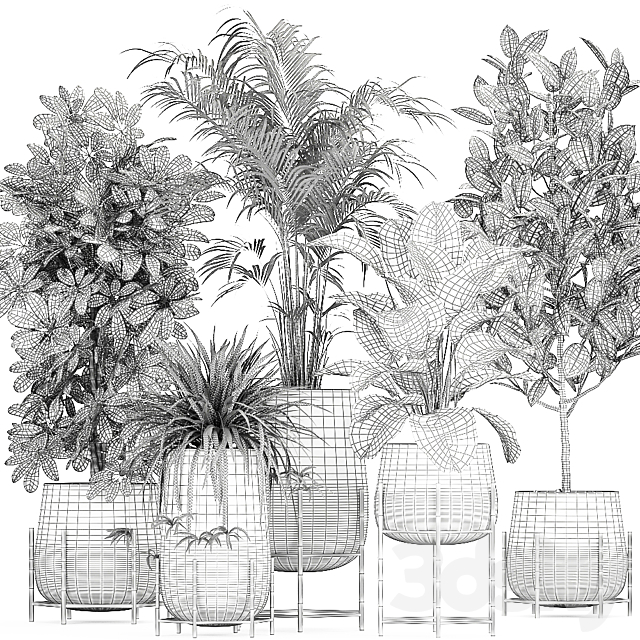 Collection of plants in pots on legs with palm. strelitzia. Scheffler. Calathea lutea. Ficus. Chlorophytum. Set 769 3DSMax File - thumbnail 5