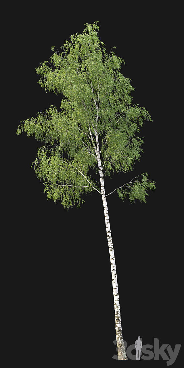 Birch forest part 7 (23.8-24.8m) 3d