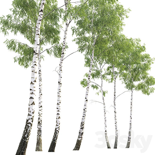 Birch forest part 7 (23.8-24.8m) 3dsky