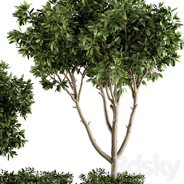 Garden set bush and Tree – Garden Set 07 3DSMax File - thumbnail 2