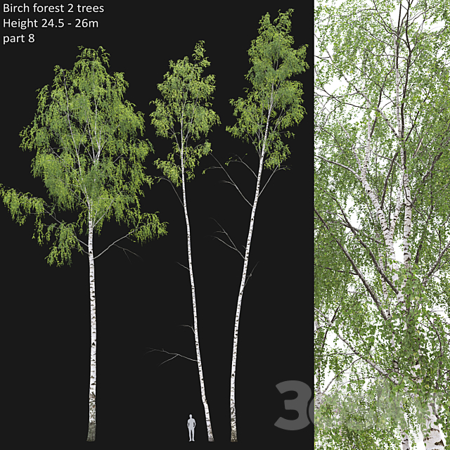 Birch forest part 8 3DSMax File - thumbnail 1