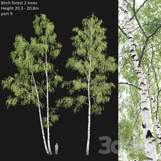 Birch forest part 9 3DSMax File - thumbnail 1