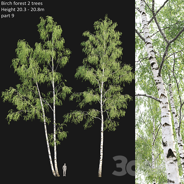 Birch forest part 9 Free Download