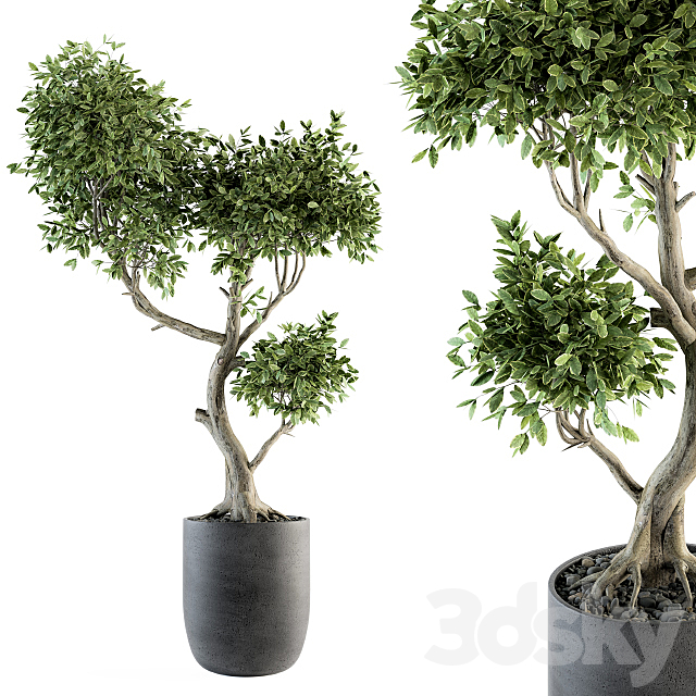 Plant Big Bonsai Indoor Plants 110 3DSMax File - thumbnail 1