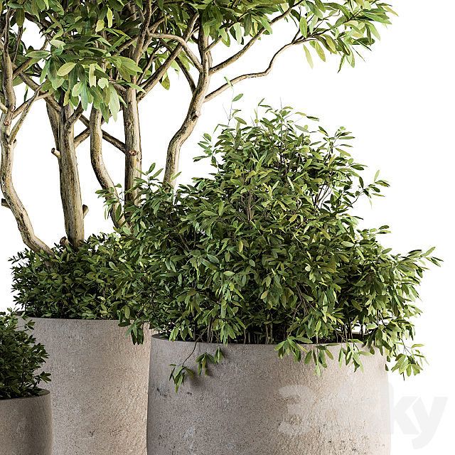 Outdoor Plants tree in Concrete Pot – Set 128 3DSMax File - thumbnail 3