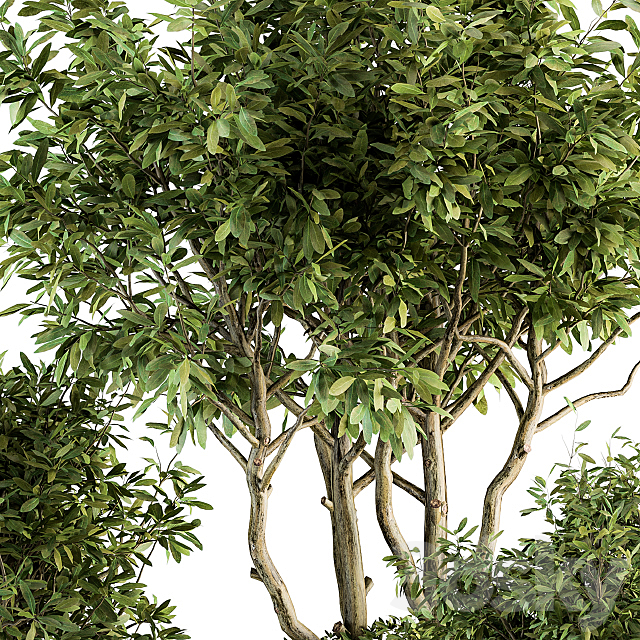 Outdoor Plants tree in Concrete Pot – Set 128 3DSMax File - thumbnail 4