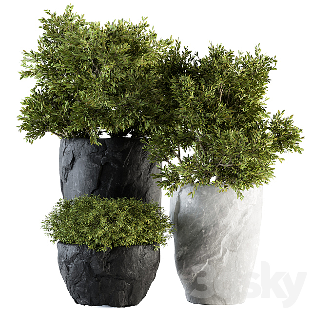 Outdoor Plants tree in Rock Pot – Set 136 3DSMax File - thumbnail 1