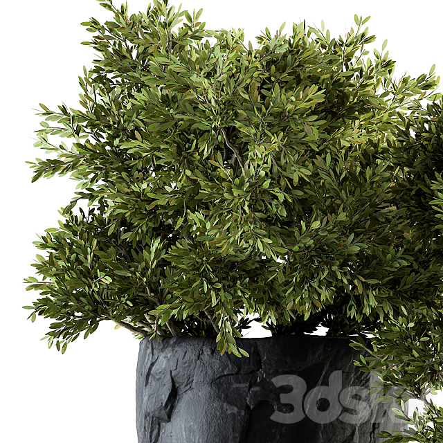 Outdoor Plants tree in Rock Pot – Set 136 3DSMax File - thumbnail 3