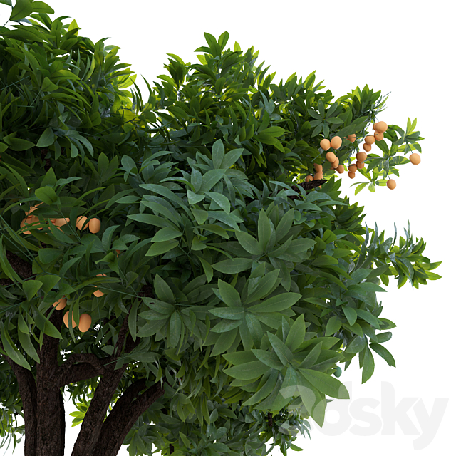 Mango tree 3d