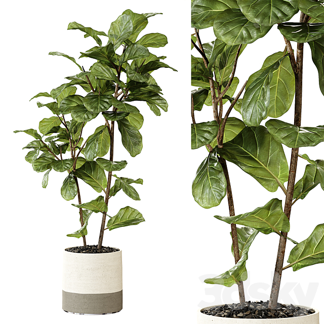 Ateliervierkant – Pot CL40 and Ficus Lyrata plant 3DSMax File - thumbnail 1