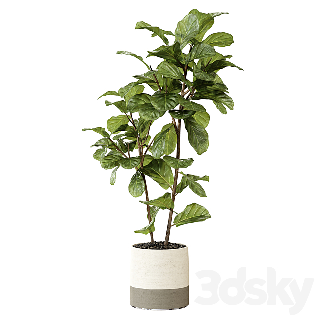 Ateliervierkant – Pot CL40 and Ficus Lyrata plant 3DSMax File - thumbnail 2