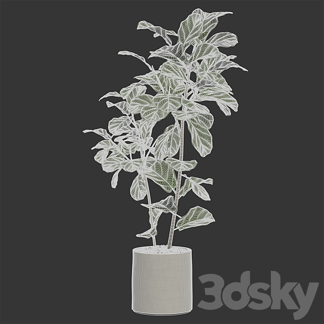 Ateliervierkant – Pot CL40 and Ficus Lyrata plant 3DSMax File - thumbnail 3
