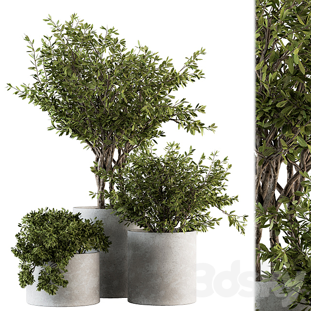 Outdoor Plants tree in Concrete Pot – Set 141 3DSMax File - thumbnail 1