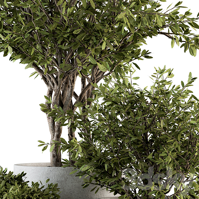 Outdoor Plants tree in Concrete Pot – Set 141 3DSMax File - thumbnail 2
