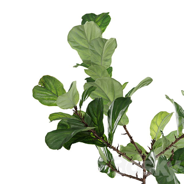 Photorealistic Ficus Lyrata pot 150cm 3D model 3DSMax File - thumbnail 2
