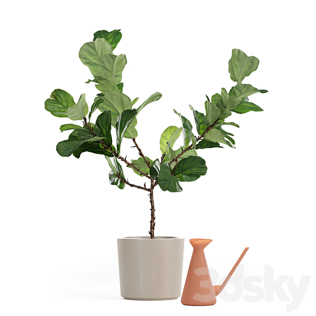 Photorealistic Ficus Lyrata pot 150cm 3D model 3DSMax File - thumbnail 1