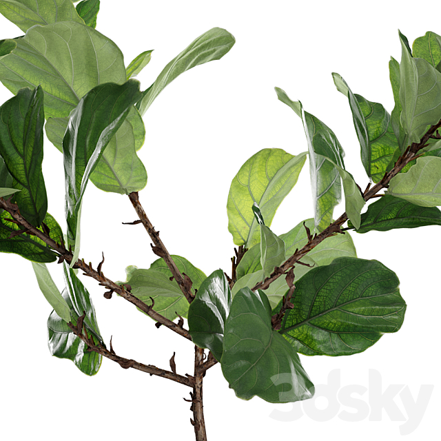 Photorealistic Ficus Lyrata pot 150cm 3D model 3DSMax File - thumbnail 3