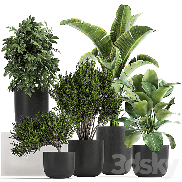Collection of small plants and trees in black pots with Banana palm. Calathea lutea. bush. Scheffler. Set 804 3DSMax File - thumbnail 1