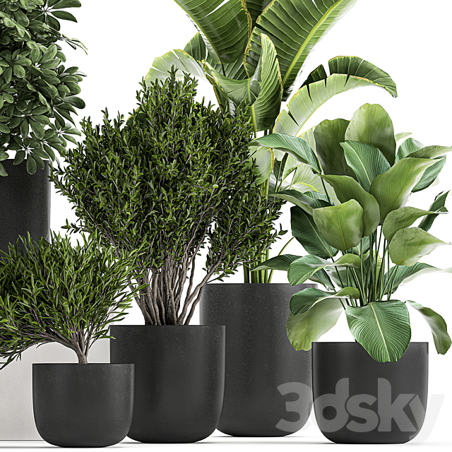 Collection of small plants and trees in black pots with Banana palm. Calathea lutea. bush. Scheffler. Set 804 3DSMax File - thumbnail 2