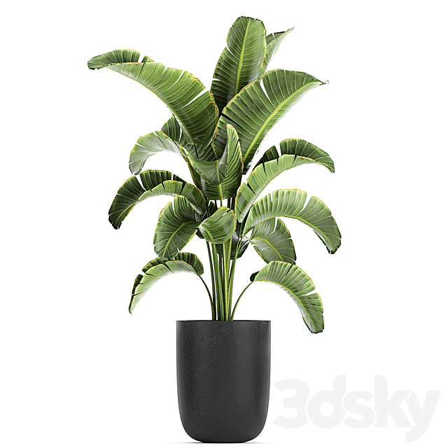 Collection of small plants and trees in black pots with Banana palm. Calathea lutea. bush. Scheffler. Set 804 3DSMax File - thumbnail 4