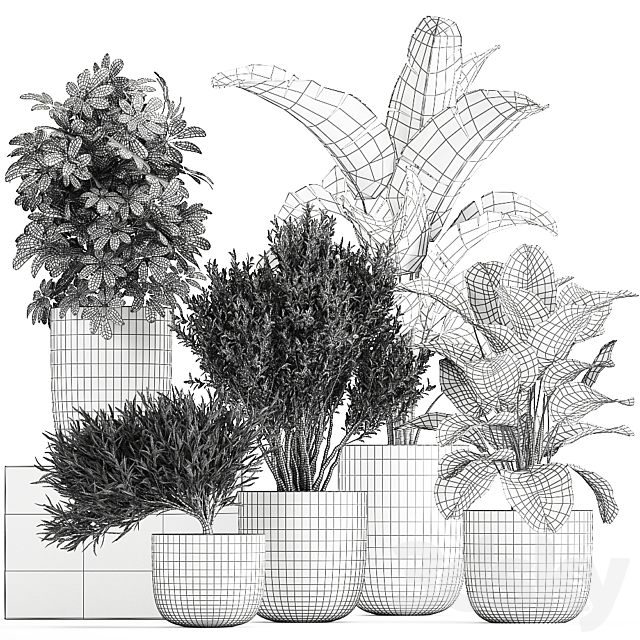 Collection of small plants and trees in black pots with Banana palm. Calathea lutea. bush. Scheffler. Set 804 3DSMax File - thumbnail 5