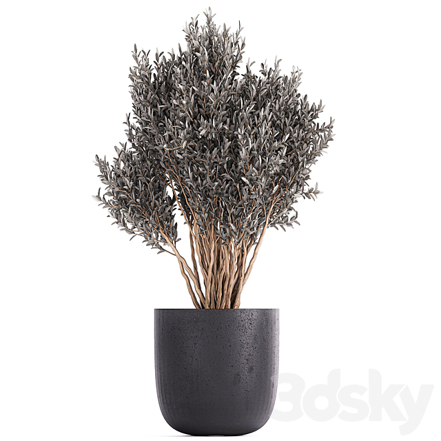 Plant collection 812. olive. outdoor flowerpot. bushes. black pot. tree. bushes. concrete 3DSMax File - thumbnail 3