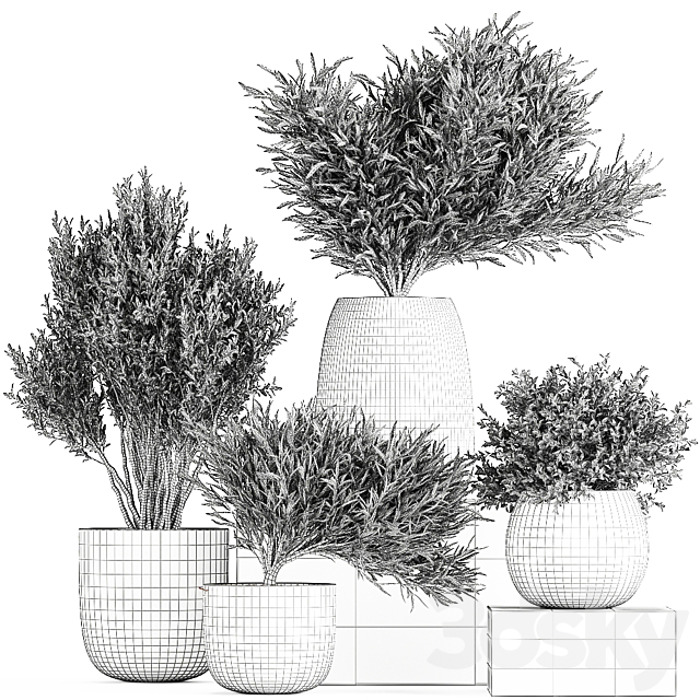 Plant collection 812. olive. outdoor flowerpot. bushes. black pot. tree. bushes. concrete 3DSMax File - thumbnail 4