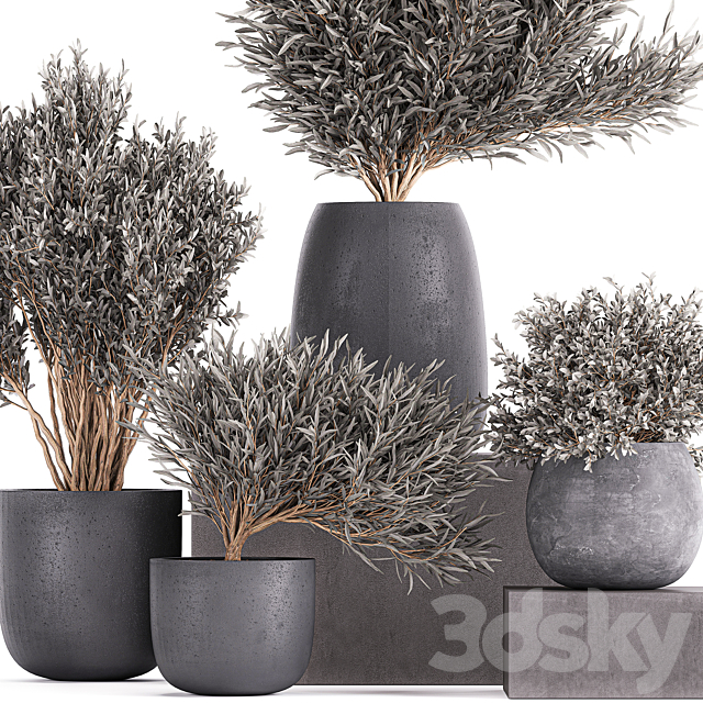 Plant collection 812. olive. outdoor flowerpot. bushes. black pot. tree. bushes. concrete 3DSMax File - thumbnail 5