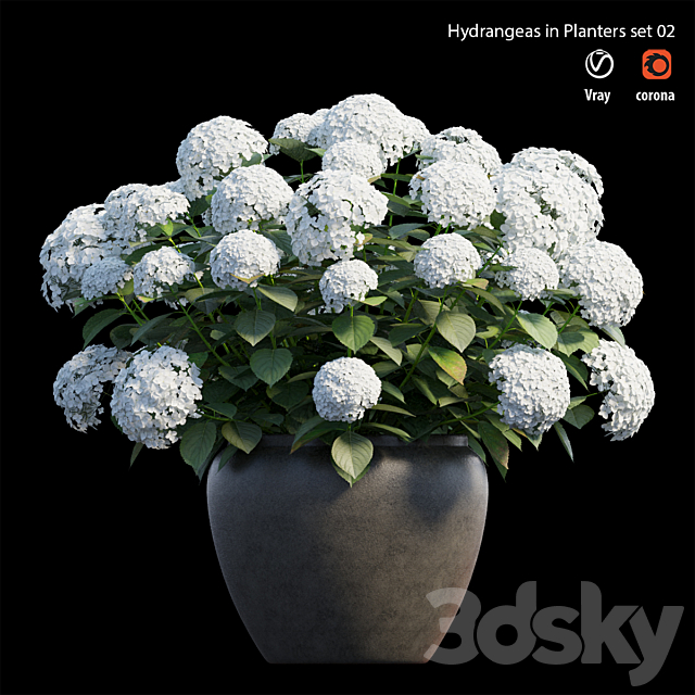 Hydrangea in planters set 02 3DSMax File - thumbnail 1