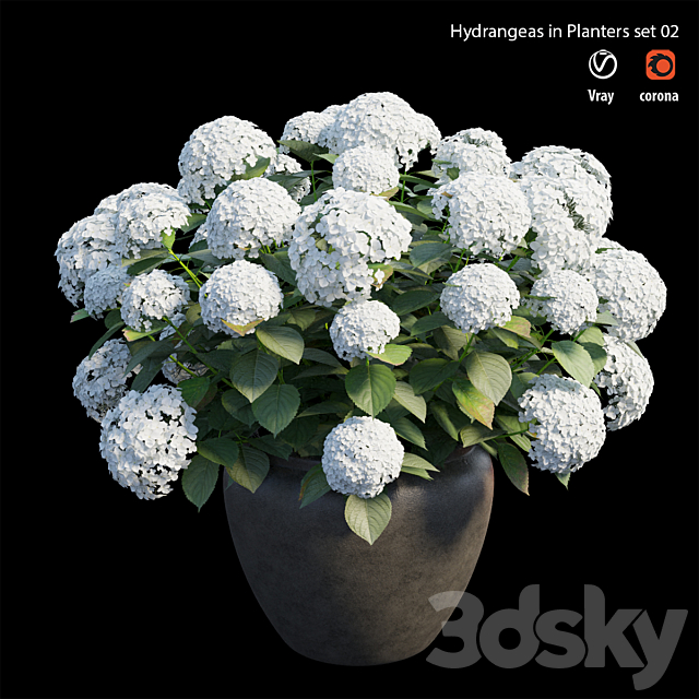 Hydrangea in planters set 02 3DSMax File - thumbnail 2