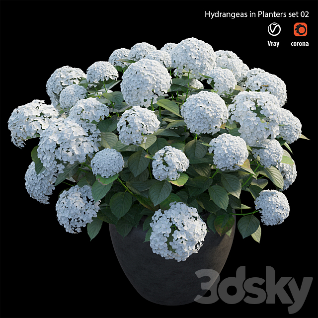 Hydrangea in planters set 02 3DSMax File - thumbnail 3