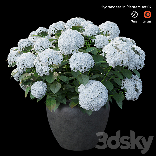 Hydrangea in planters set 02 3DSMax File - thumbnail 4