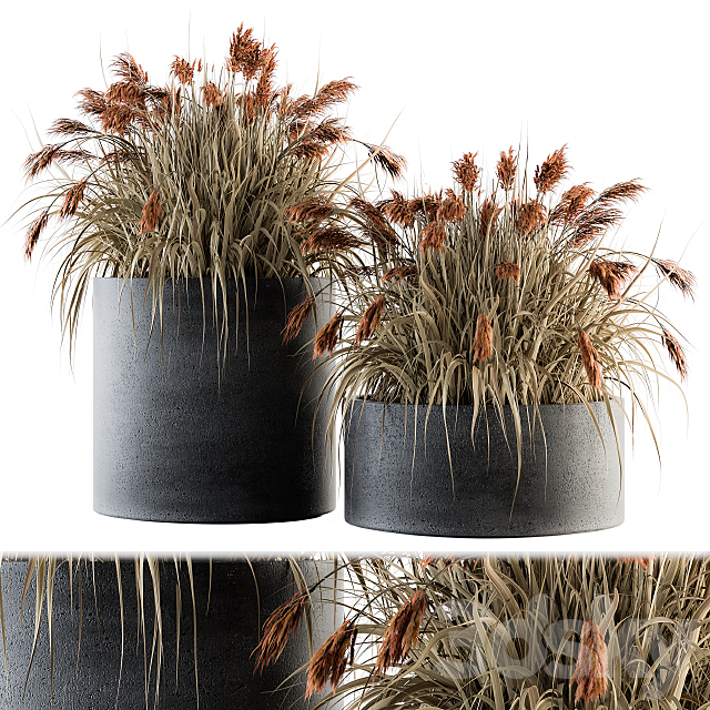 indoor Plant Set 140 – Indian Grass 3DSMax File - thumbnail 1